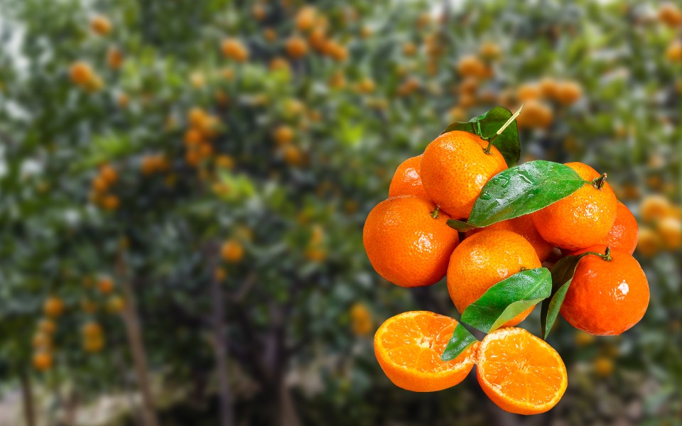 cp41-4.jpg cp41-4.jpg