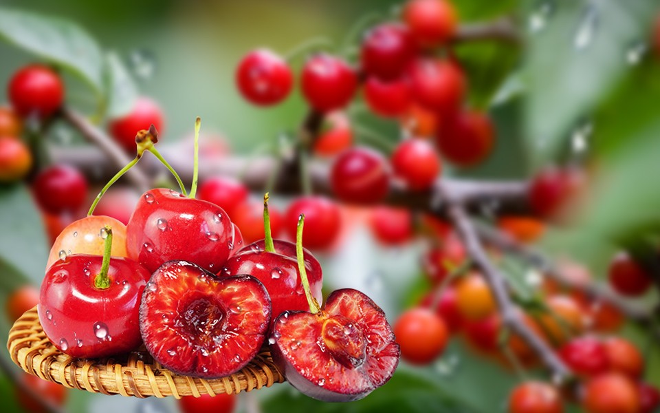 cp41-3.jpg cp41-3.jpg